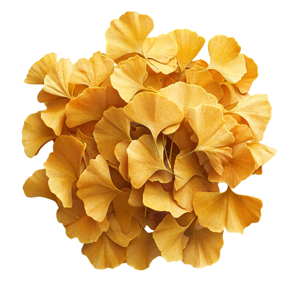 Dried Golden Ginkgo Leaves Pile Asset PNG