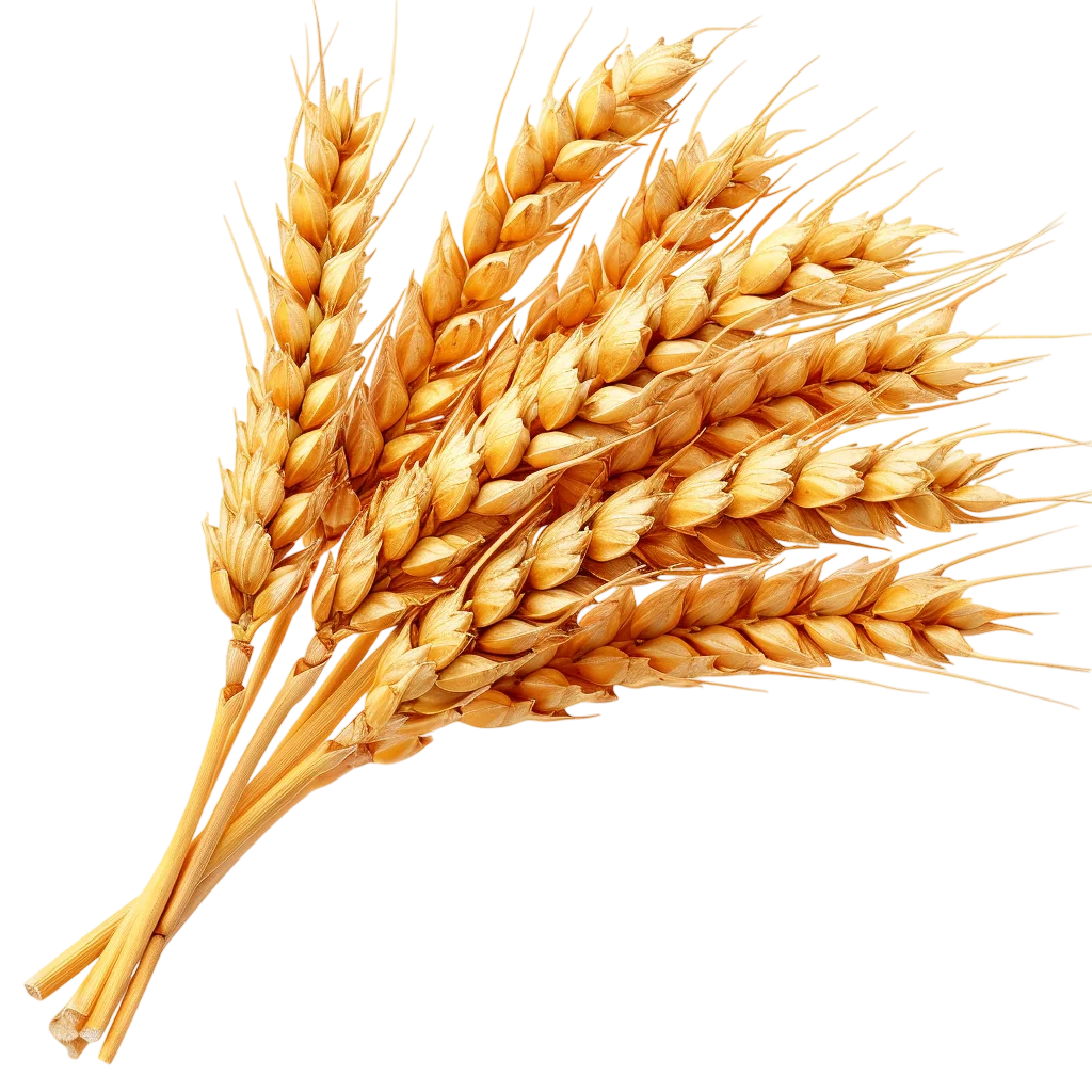Fresh Golden Wheat Ears Bundle Free PNG