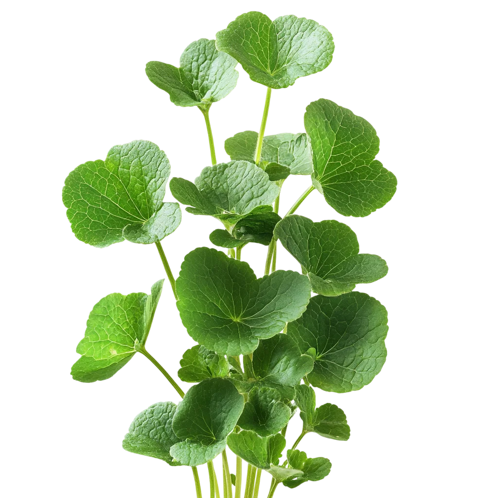 Fresh Green Leafy Plant Stem Free PNG