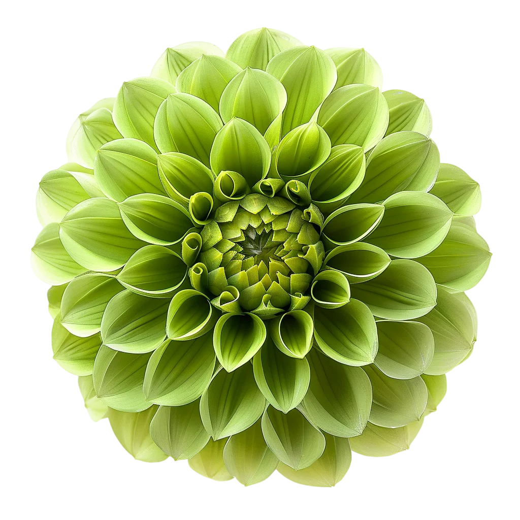 Fresh Green Dahlia Flower Blossom Head PNG