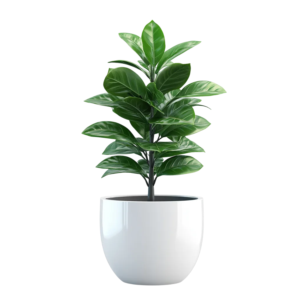 Fresh Potted Small Green Plant White Pot PNG