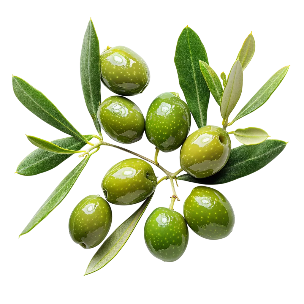 Fresh Green Olives Branch With Leaves PNG