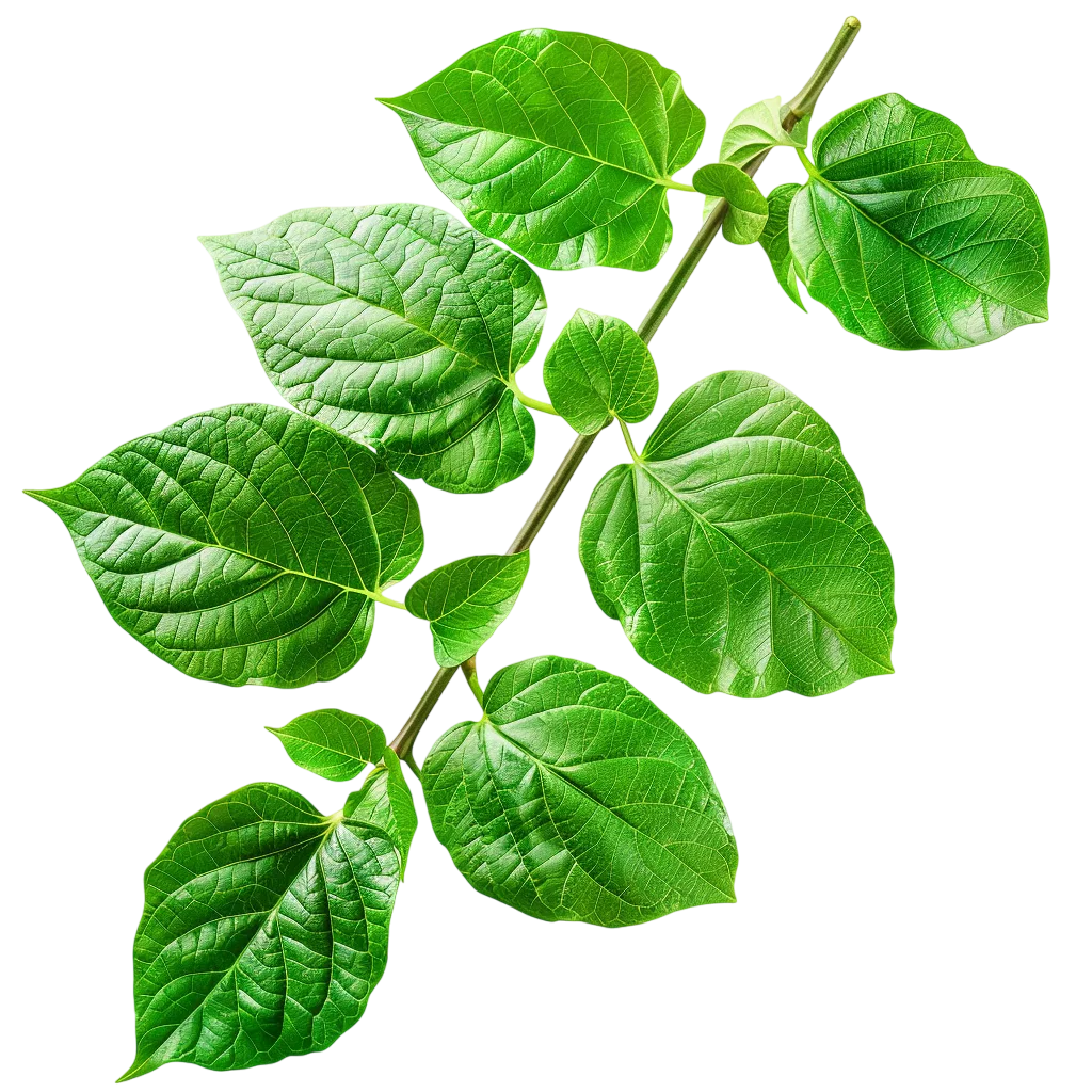Fresh Green Mint Herb Leaves Sprig PNG