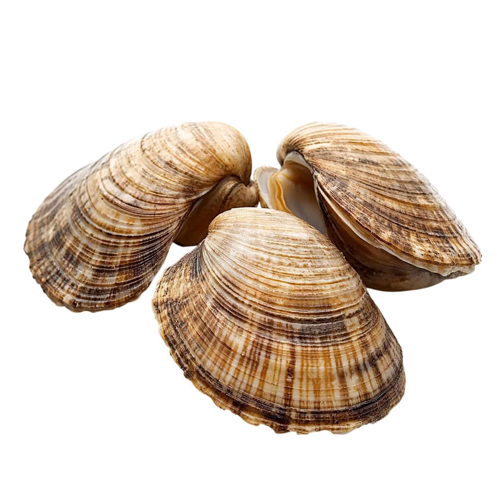 Fresh Brown Clam Shells Group Isolated PNG