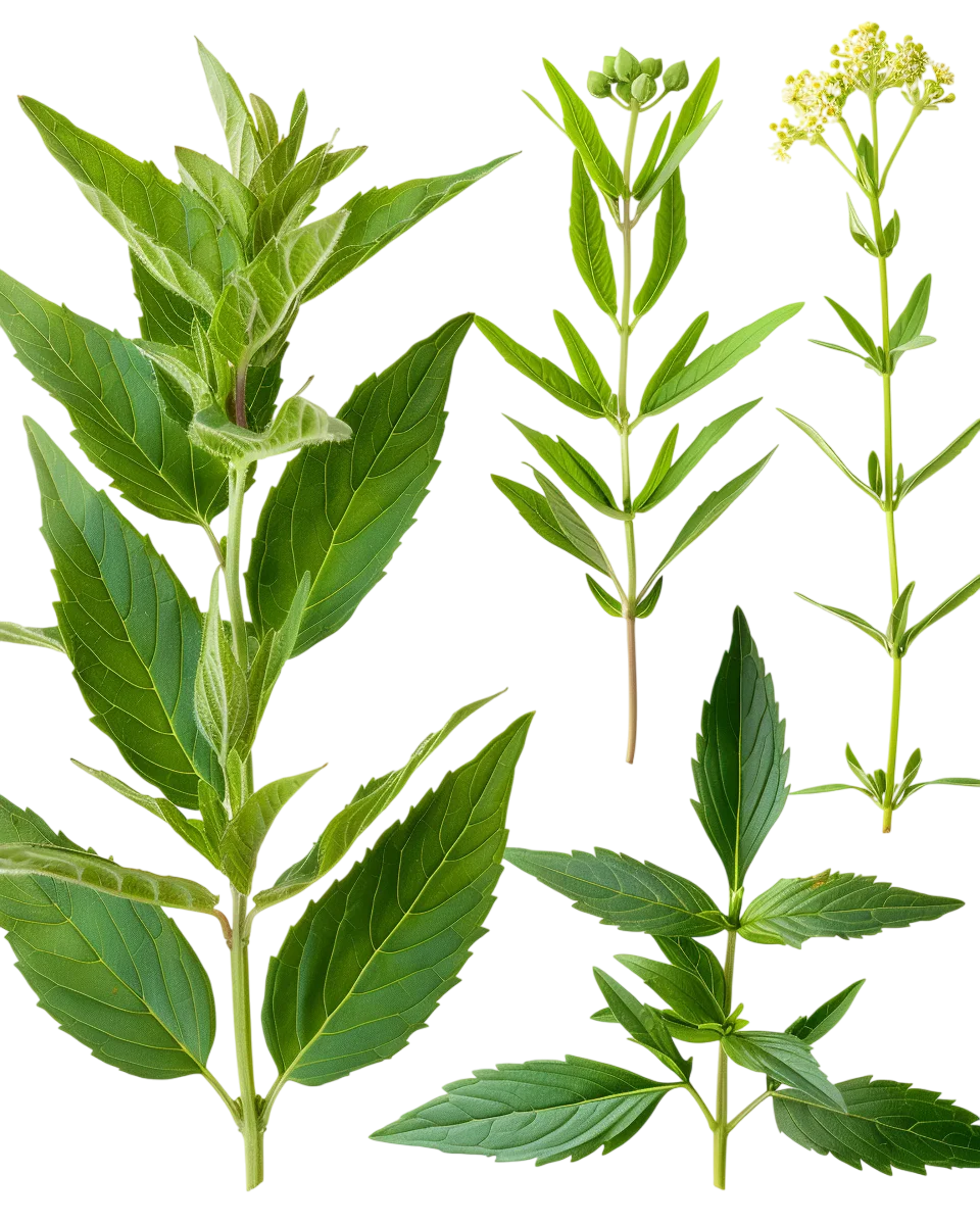 Fresh Green Herb Leaves Free PNG