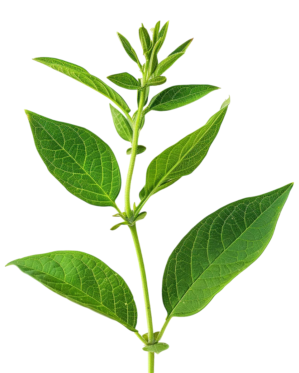 Fresh Green Basil Leaves Free PNG