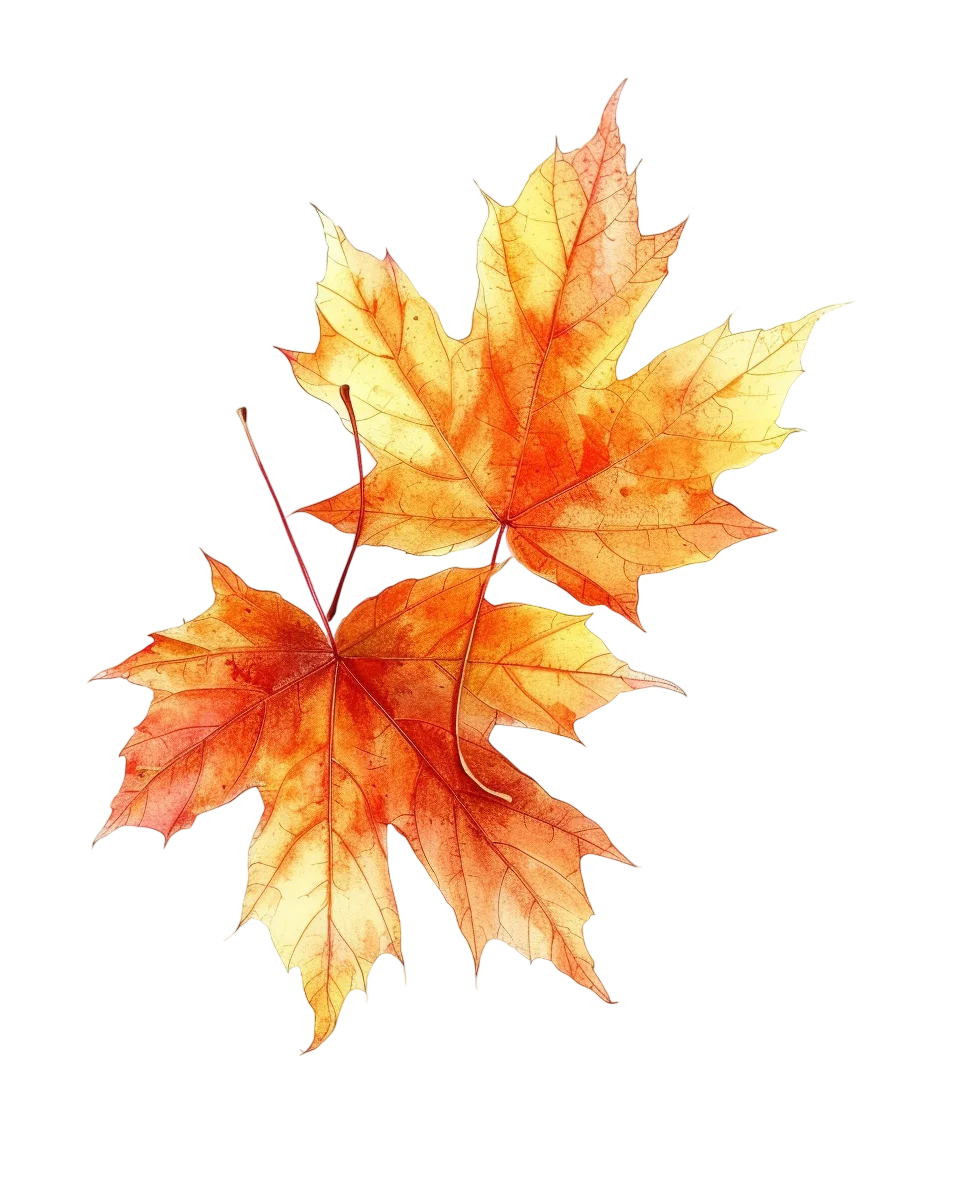 Vibrant Autumn Maple Leaves Free PNG Image