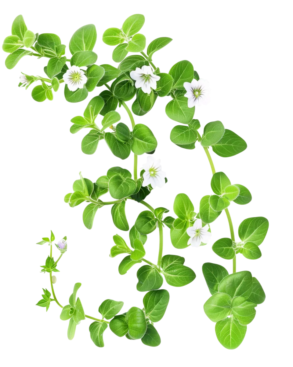Green Herb Branch with Fresh Leaves Free PNG Image