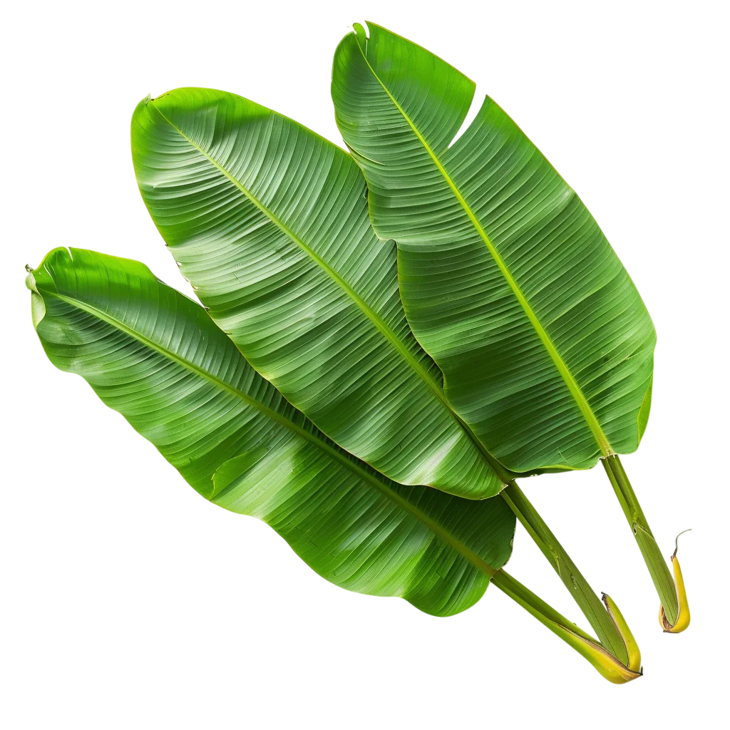 Fresh Green Banana Leaf Fronds Group PNG