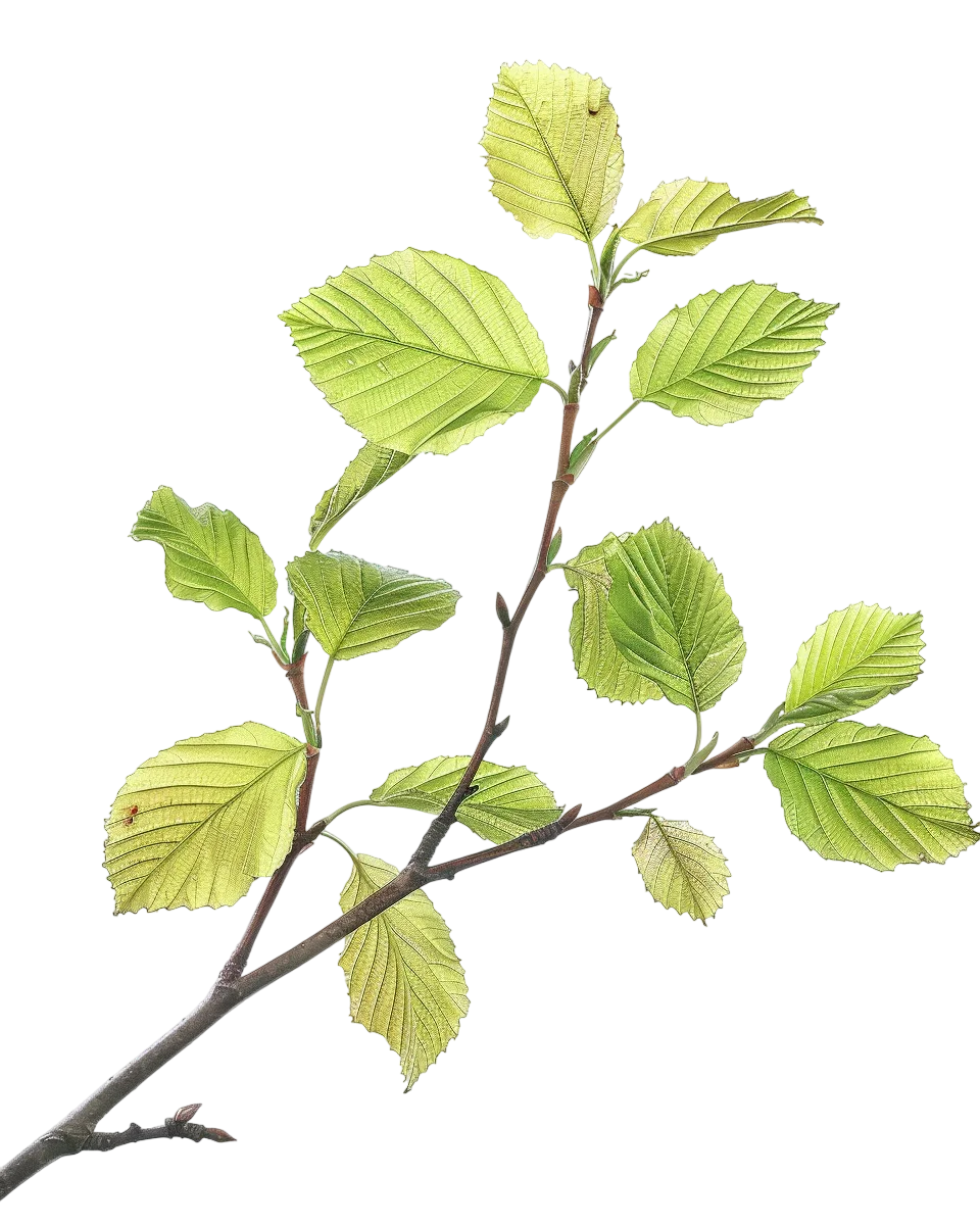 Green Plant Branch with Fresh Leaves Free PNG Image
