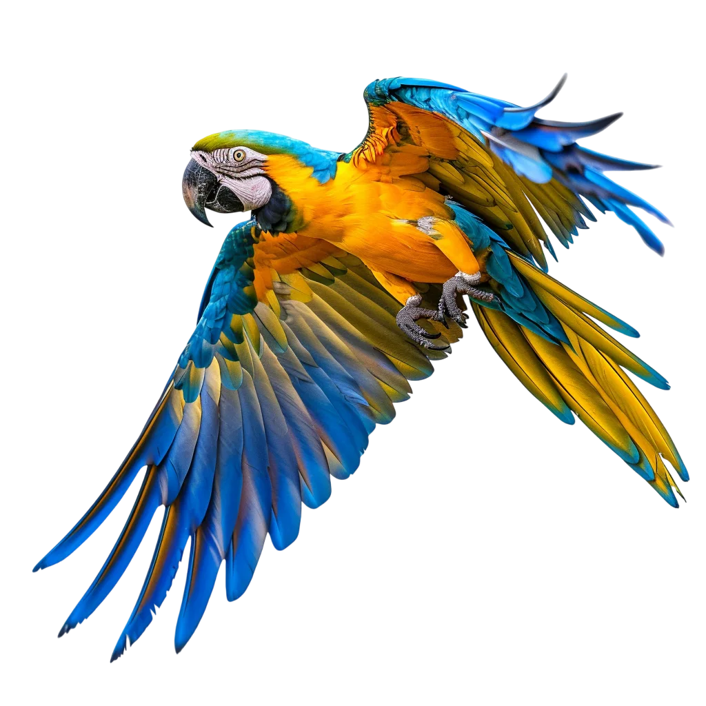 Flying Blue and Yellow Macaw Parrot Free PNG Image