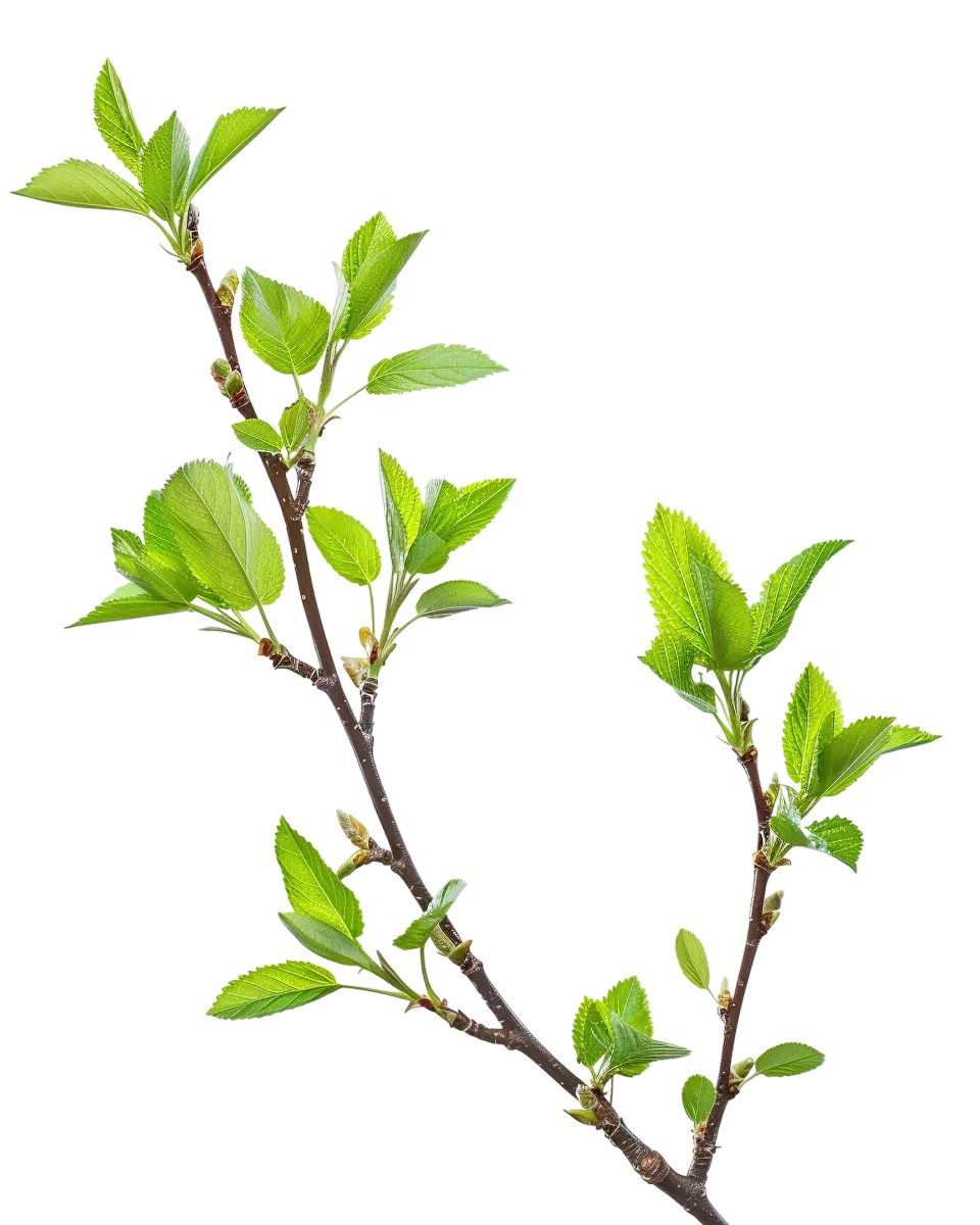 Green Plant Branch with Fresh Leaves Free PNG Image