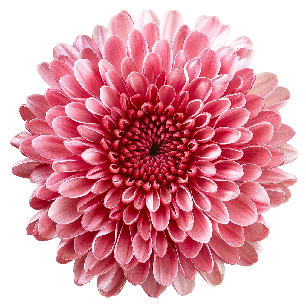 Pink Chrysanthemum Flower Blossom Free PNG Image