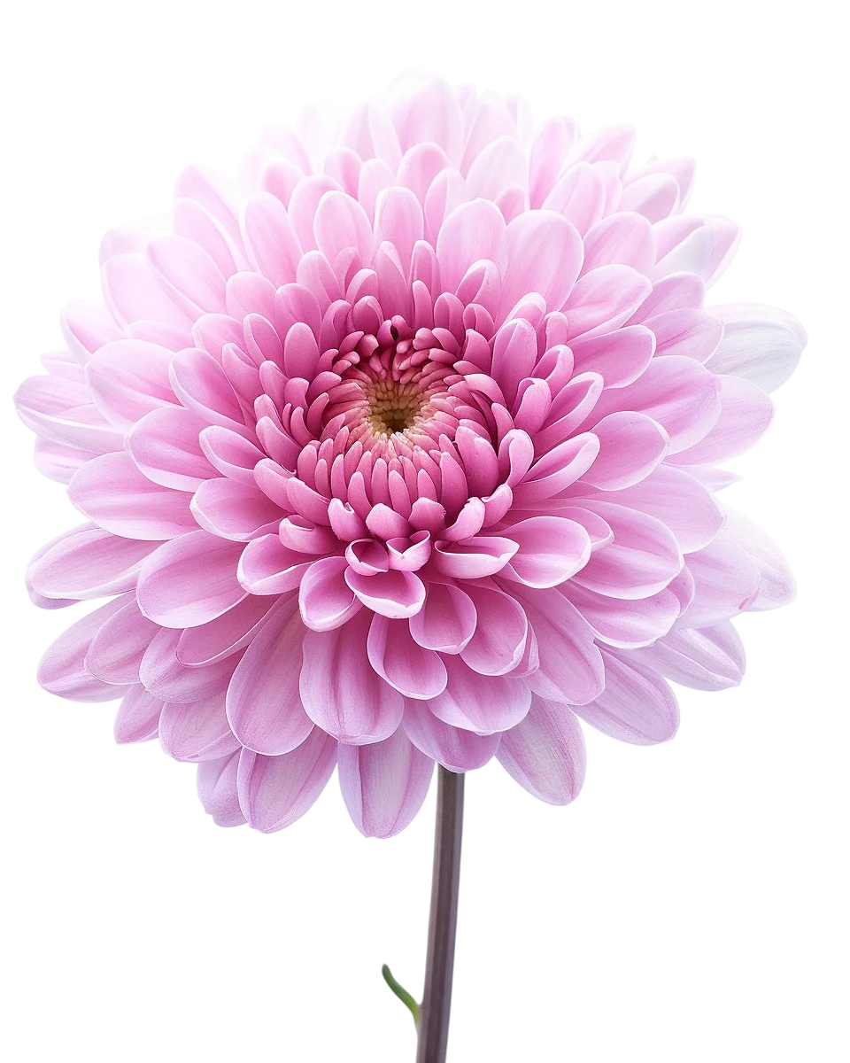 Pink Chrysanthemum Flower Bloom Free PNG Image
