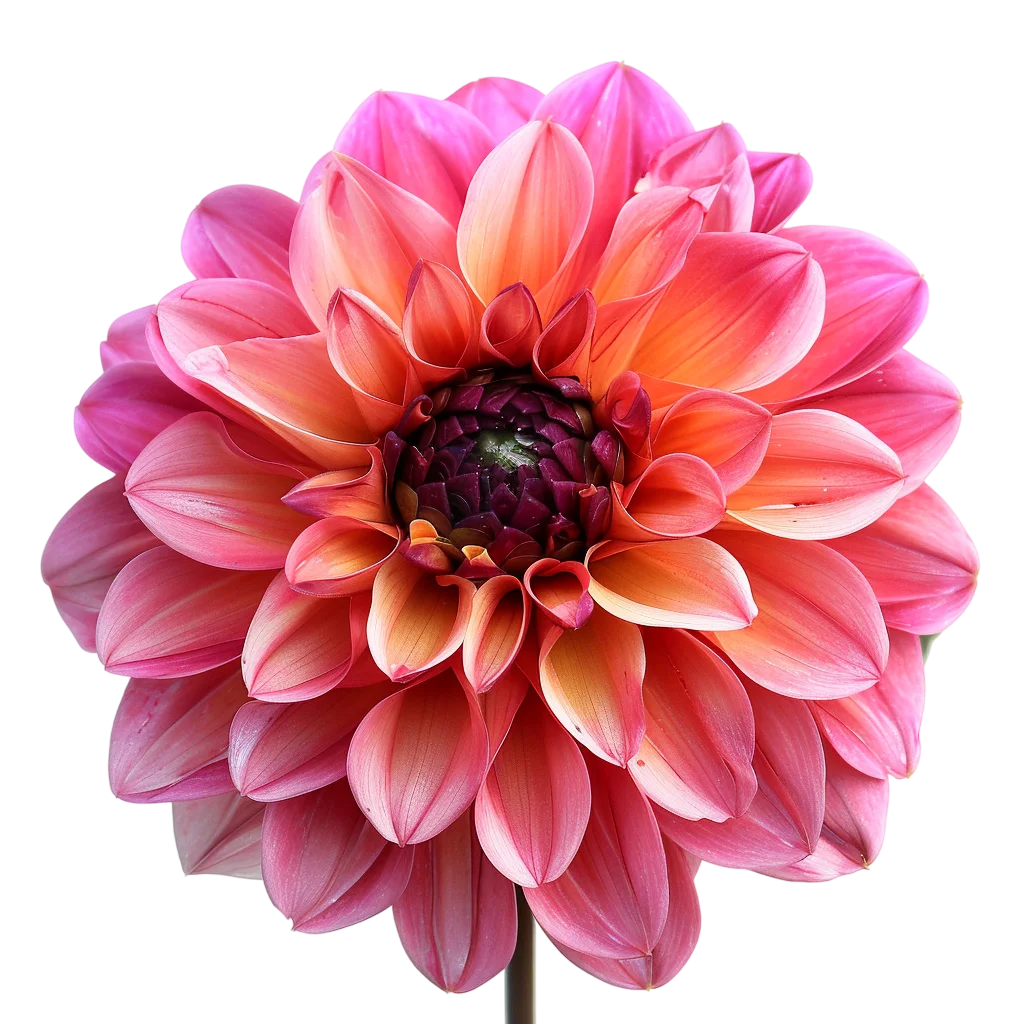 Pink Dahlia Flower Blossom Free PNG Image