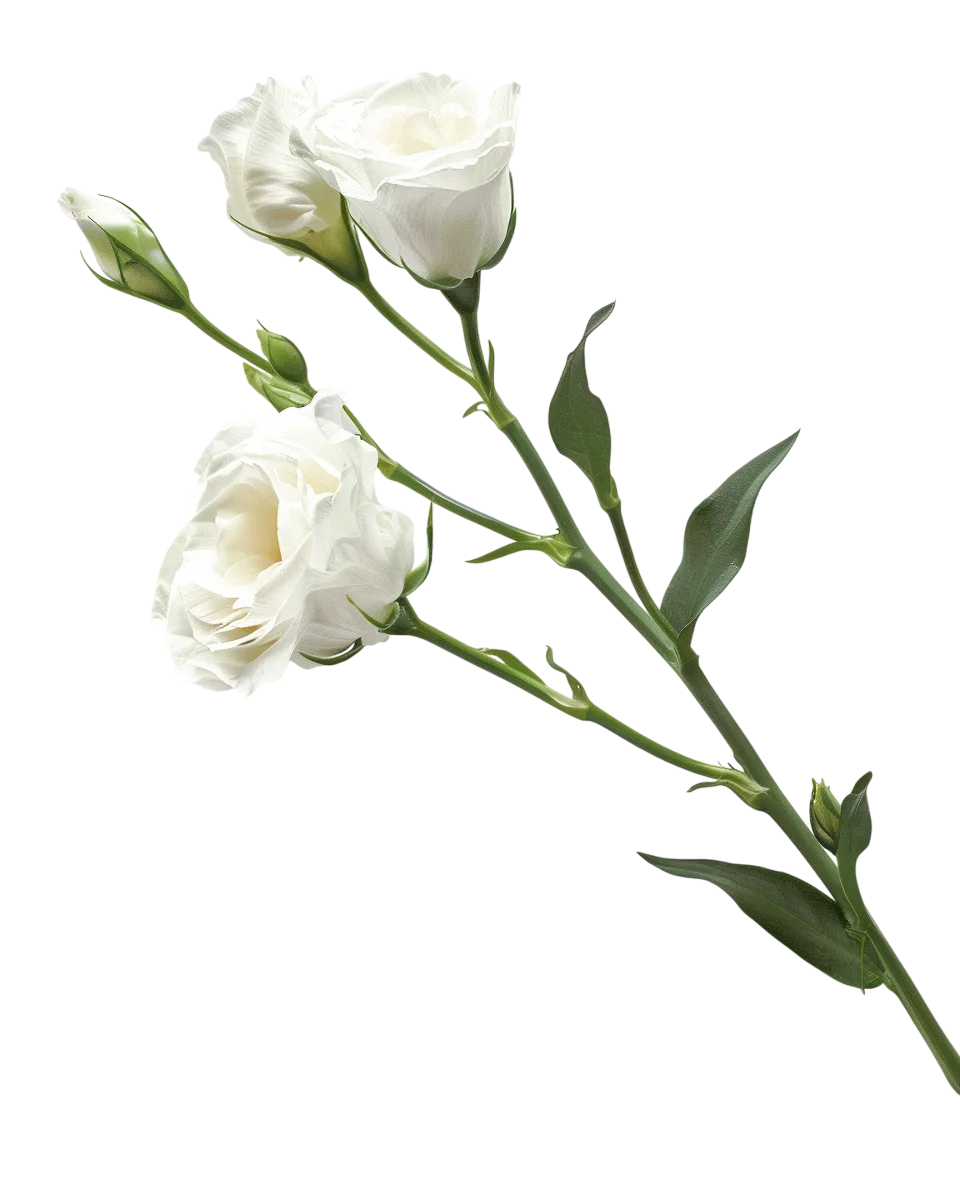 Single White Eustoma Flower Free PNG Image
