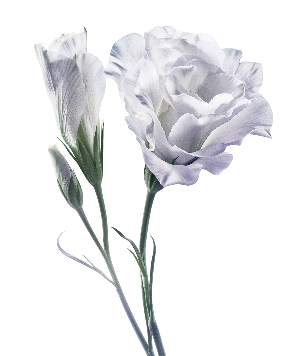 White Eustoma Flowers Bouquet Free PNG Image