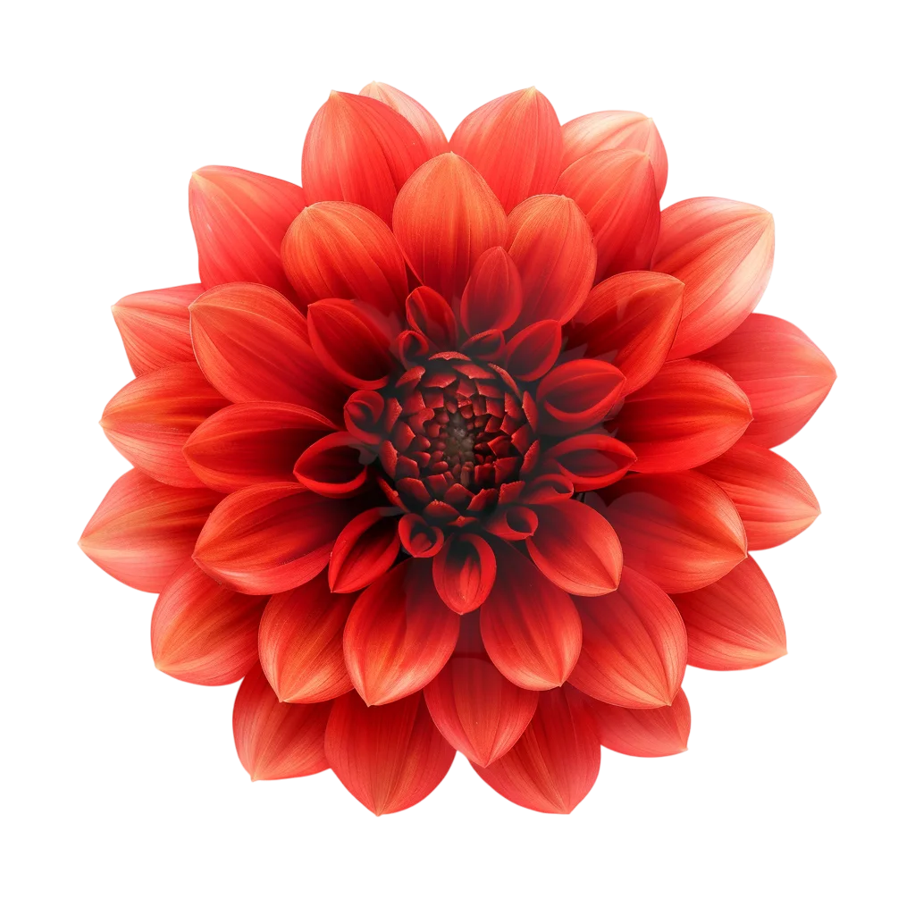Bright Red Dahlia Flower Free PNG Graphic