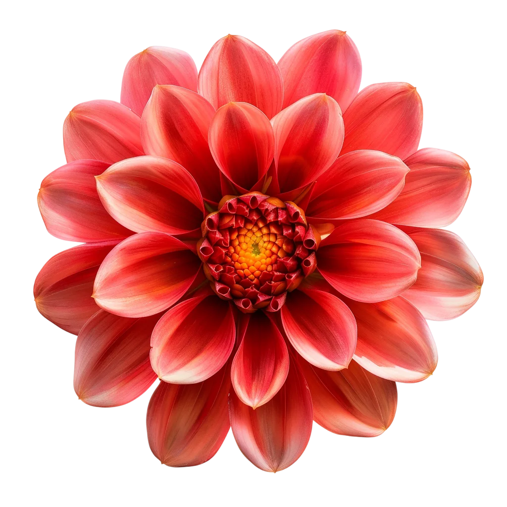 Red Dahlia Flower Blossom Free PNG Image