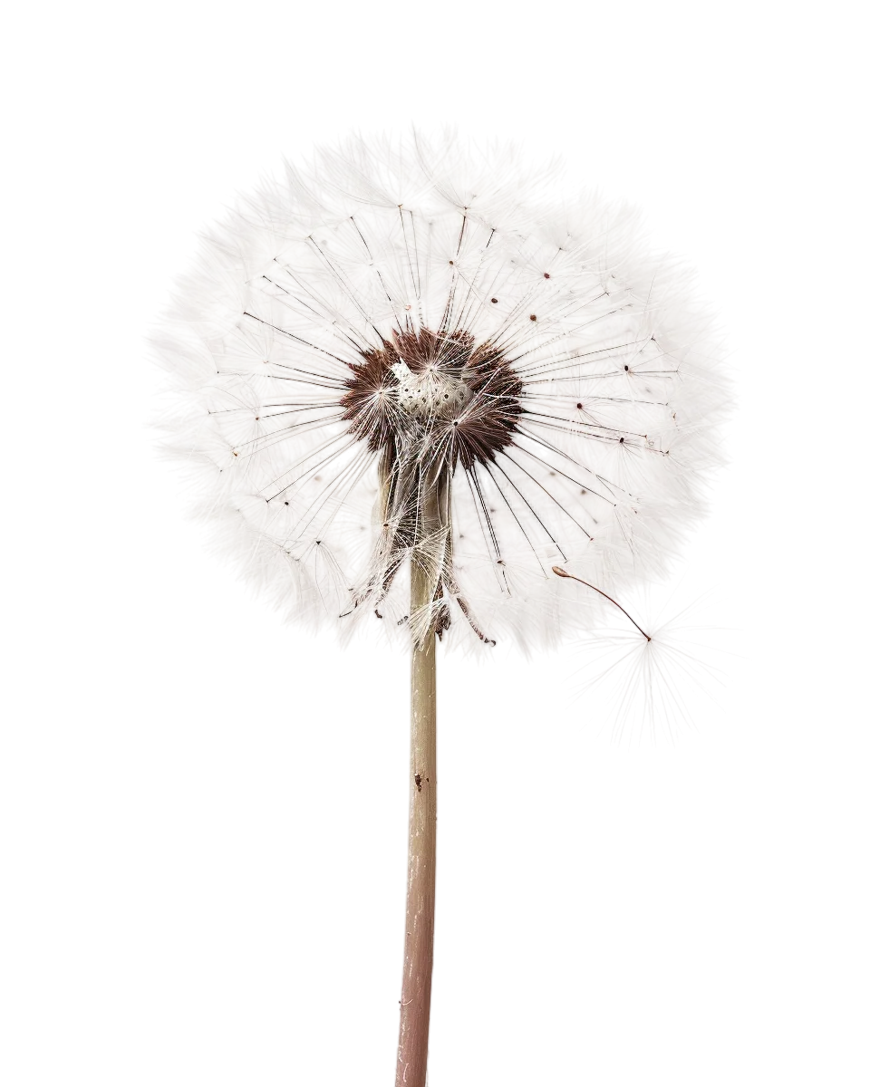 Dandelion Flower Seed Head Free PNG Image