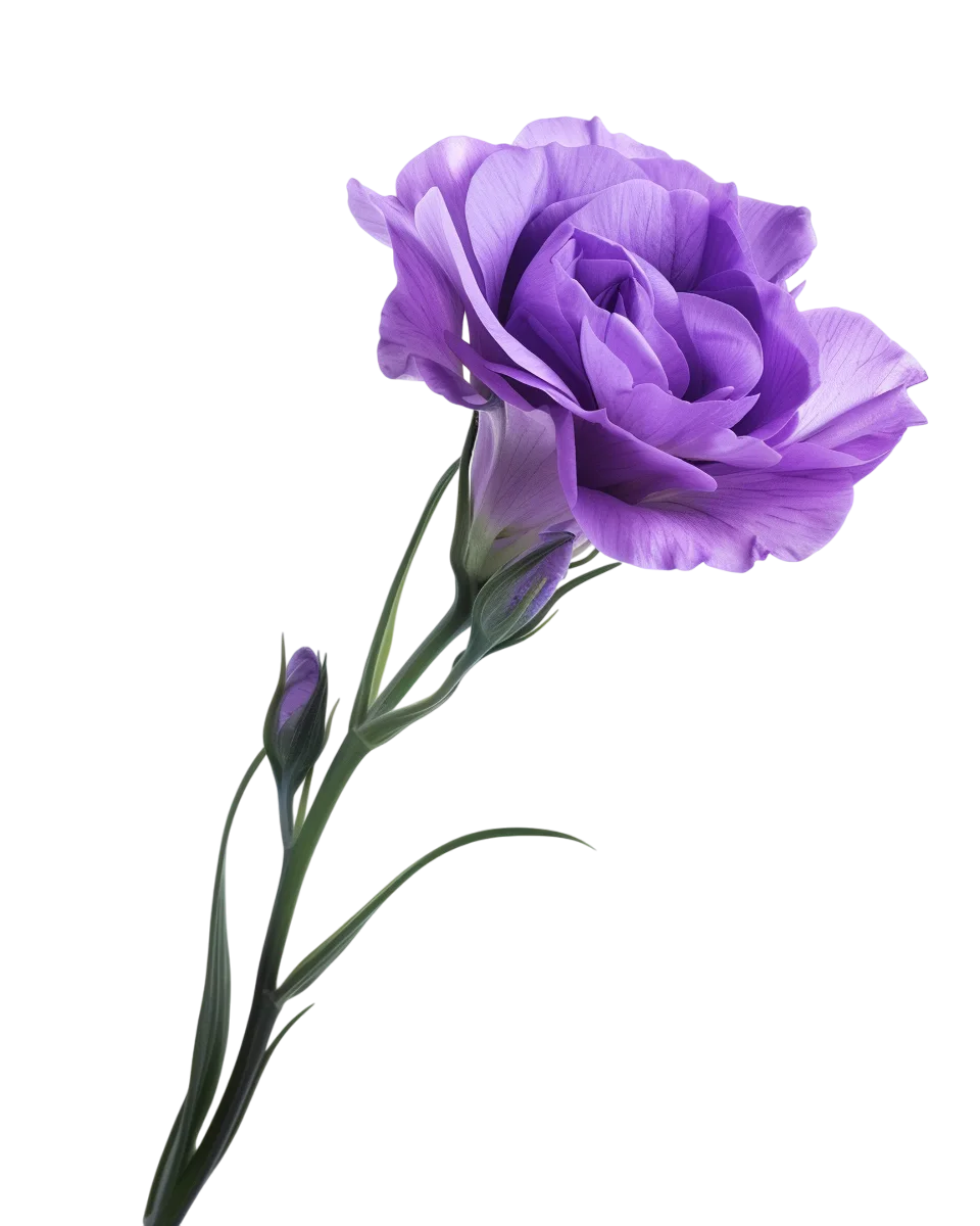 Single Purple Eustoma Flower Free PNG