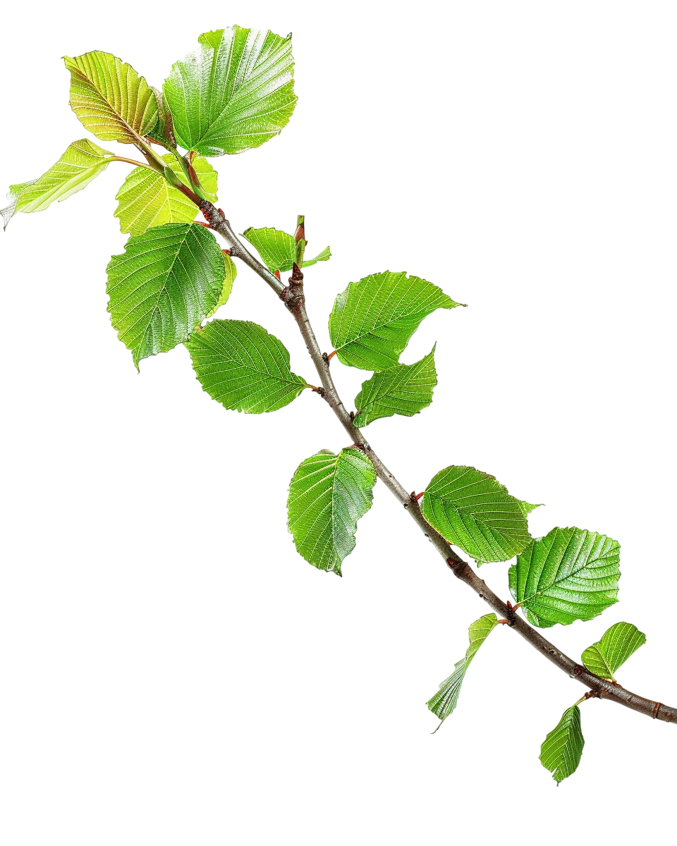 Fresh Green Leaves on Branch Free PNG Image