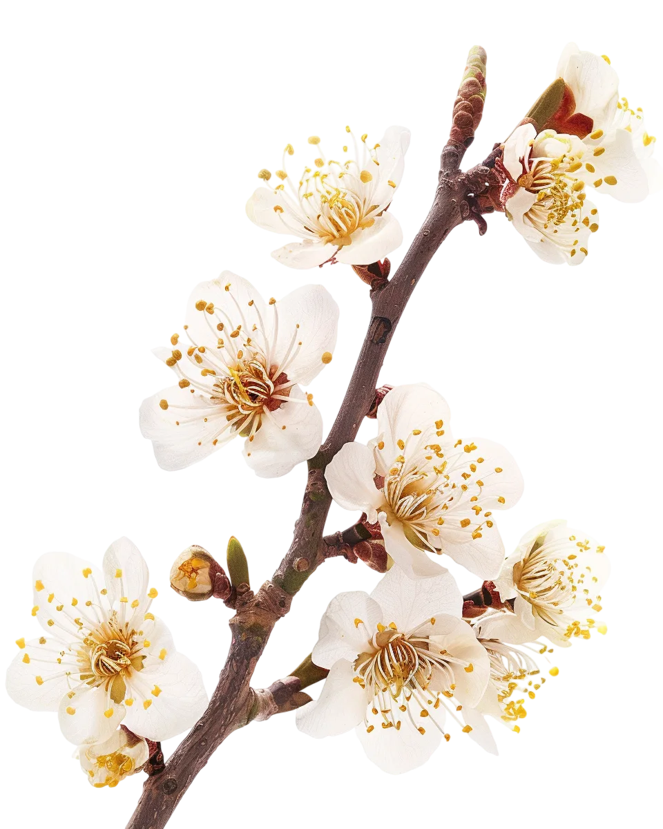 Flowering Spring Branch with White Petals Free PNG