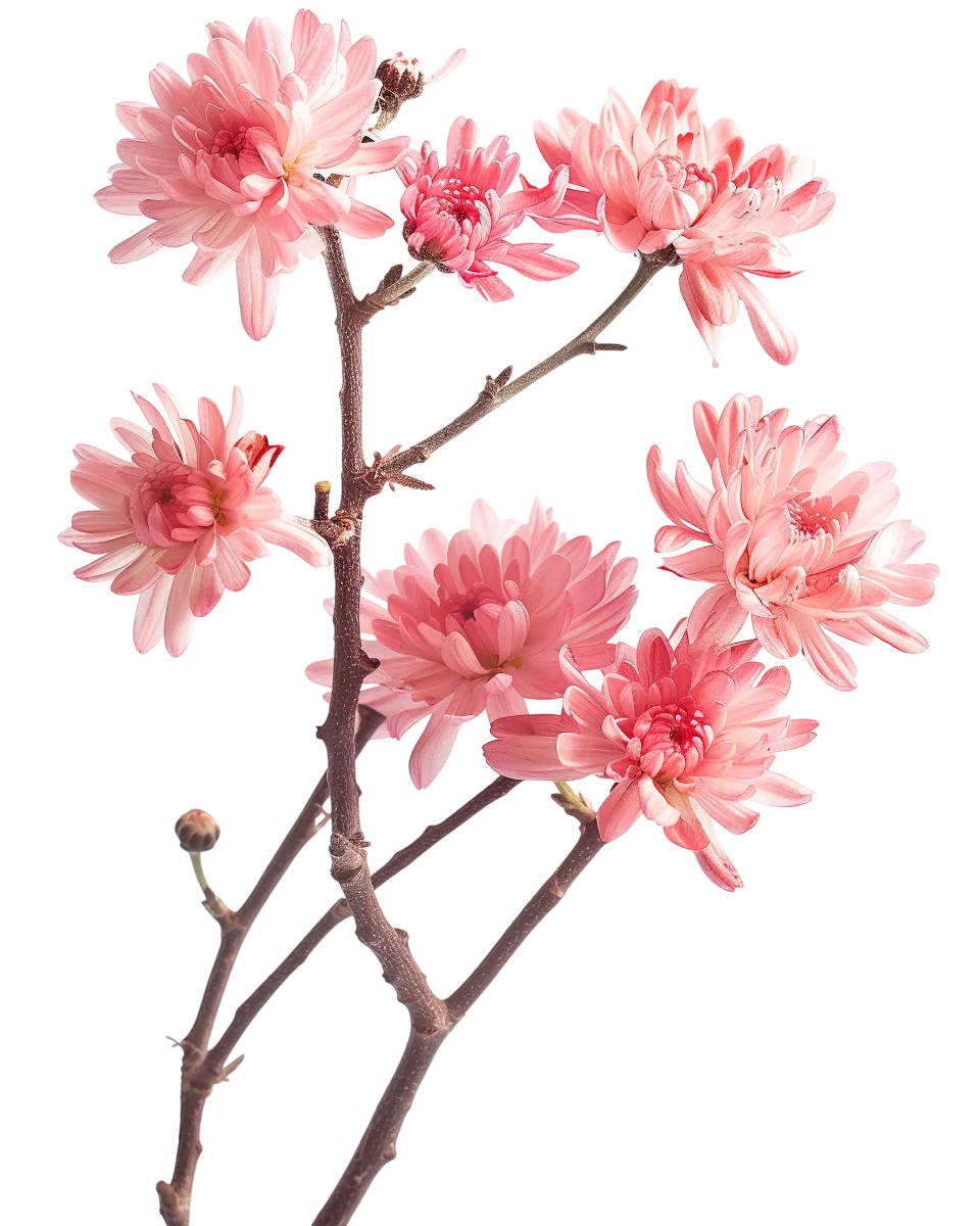 Pink Blossom Flowers on Branch Free PNG