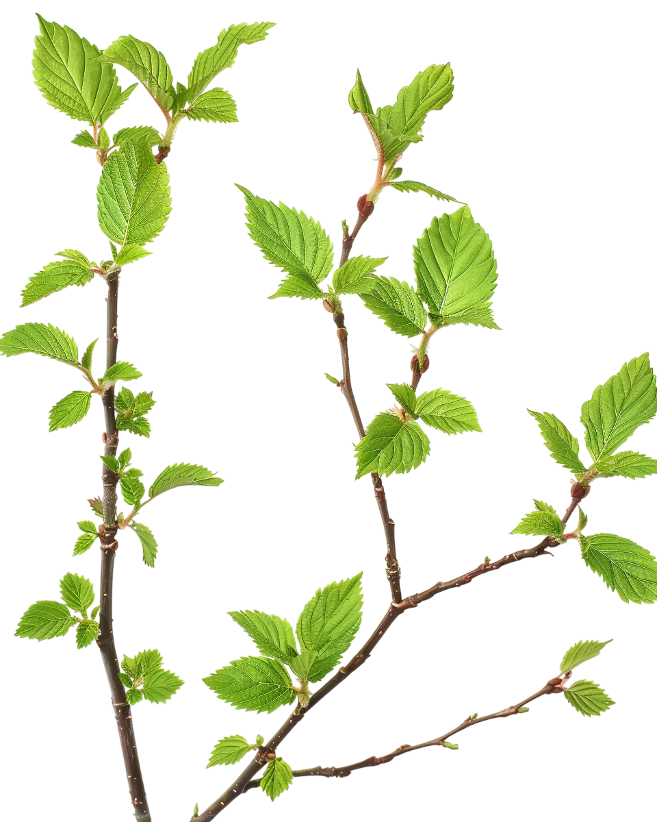 Fresh Green Tree Branches Leaves Free PNG Image