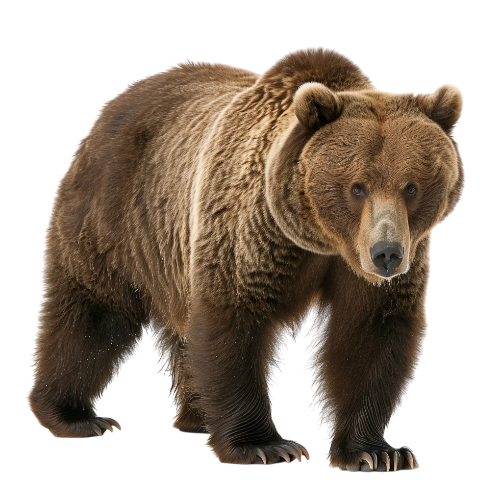 Wild Brown Bear Standing Free PNG Image