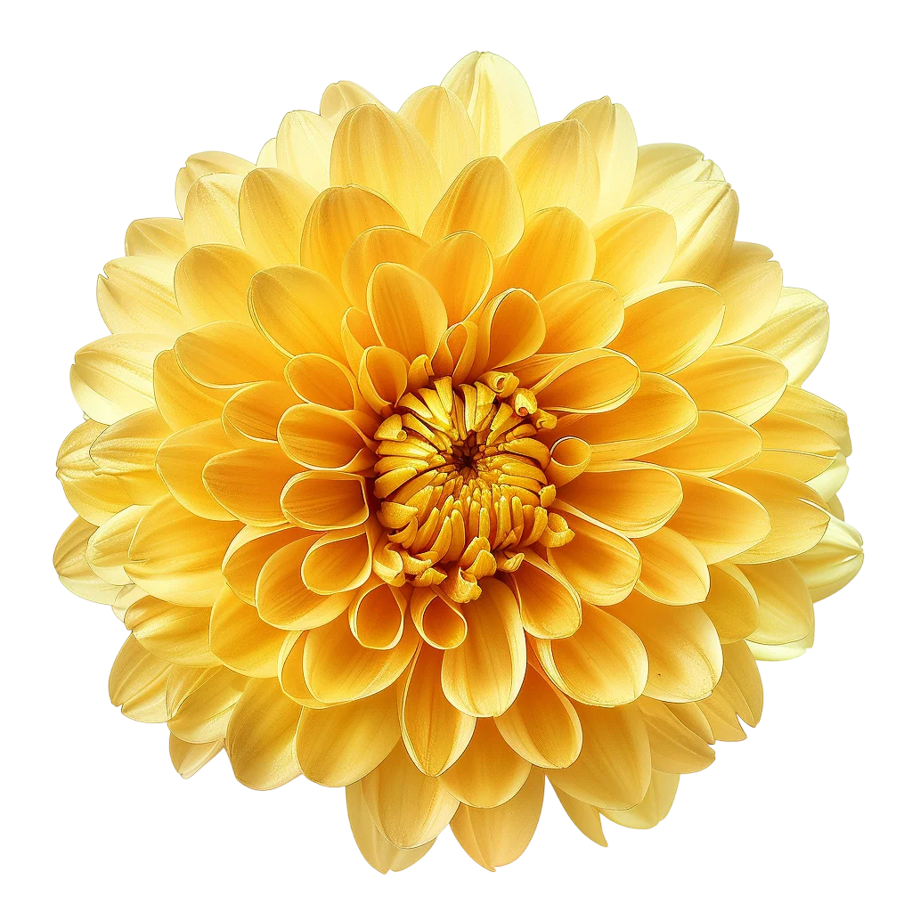 Bright Yellow Chrysanthemum Flower Free PNG