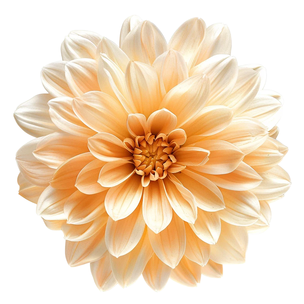 Peach Chrysanthemum Flower Blossom Free PNG