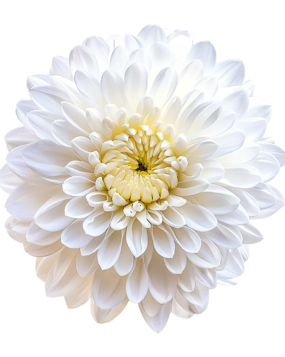 Single White Chrysanthemum Flower Free PNG