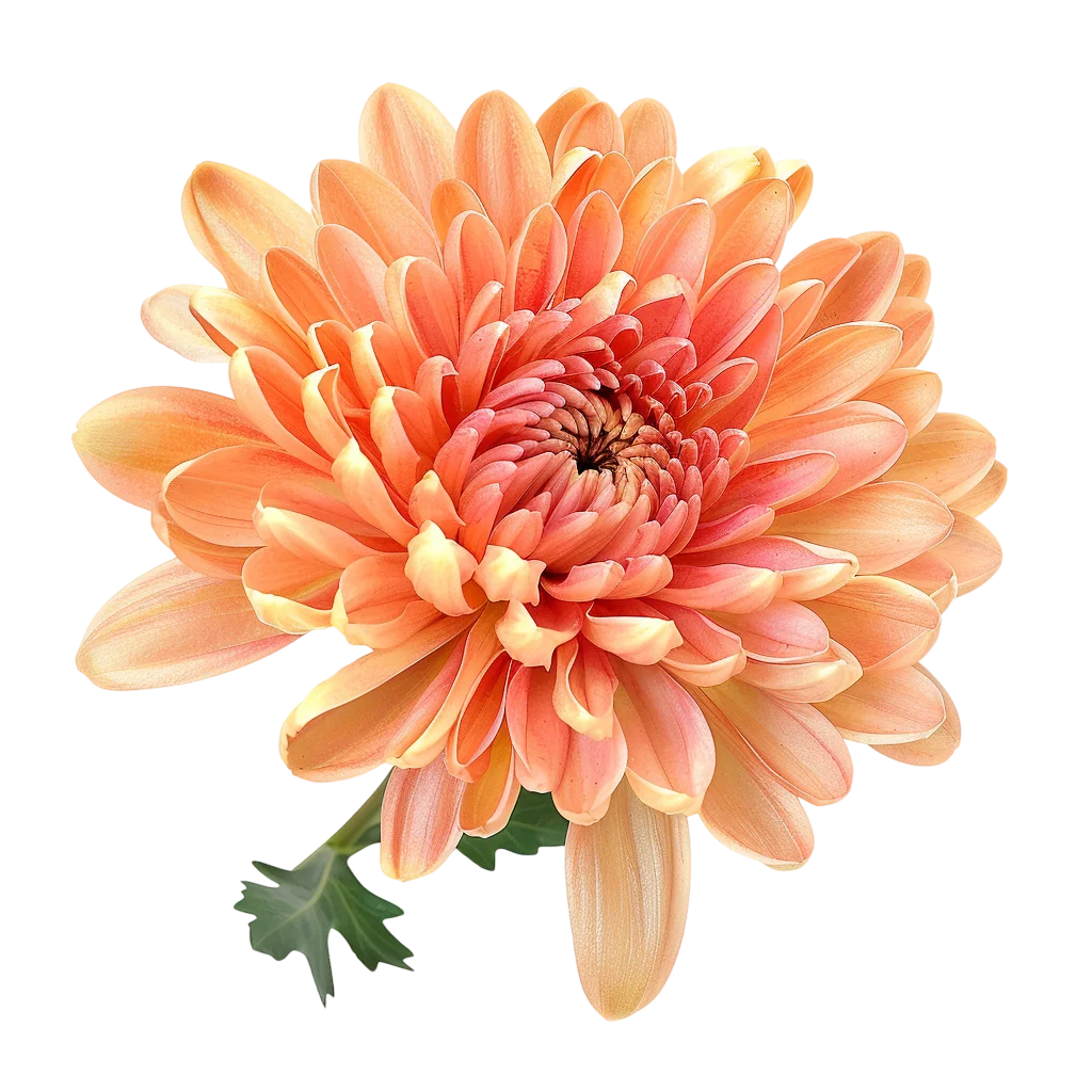 Single Peach Chrysanthemum Flower Free PNG