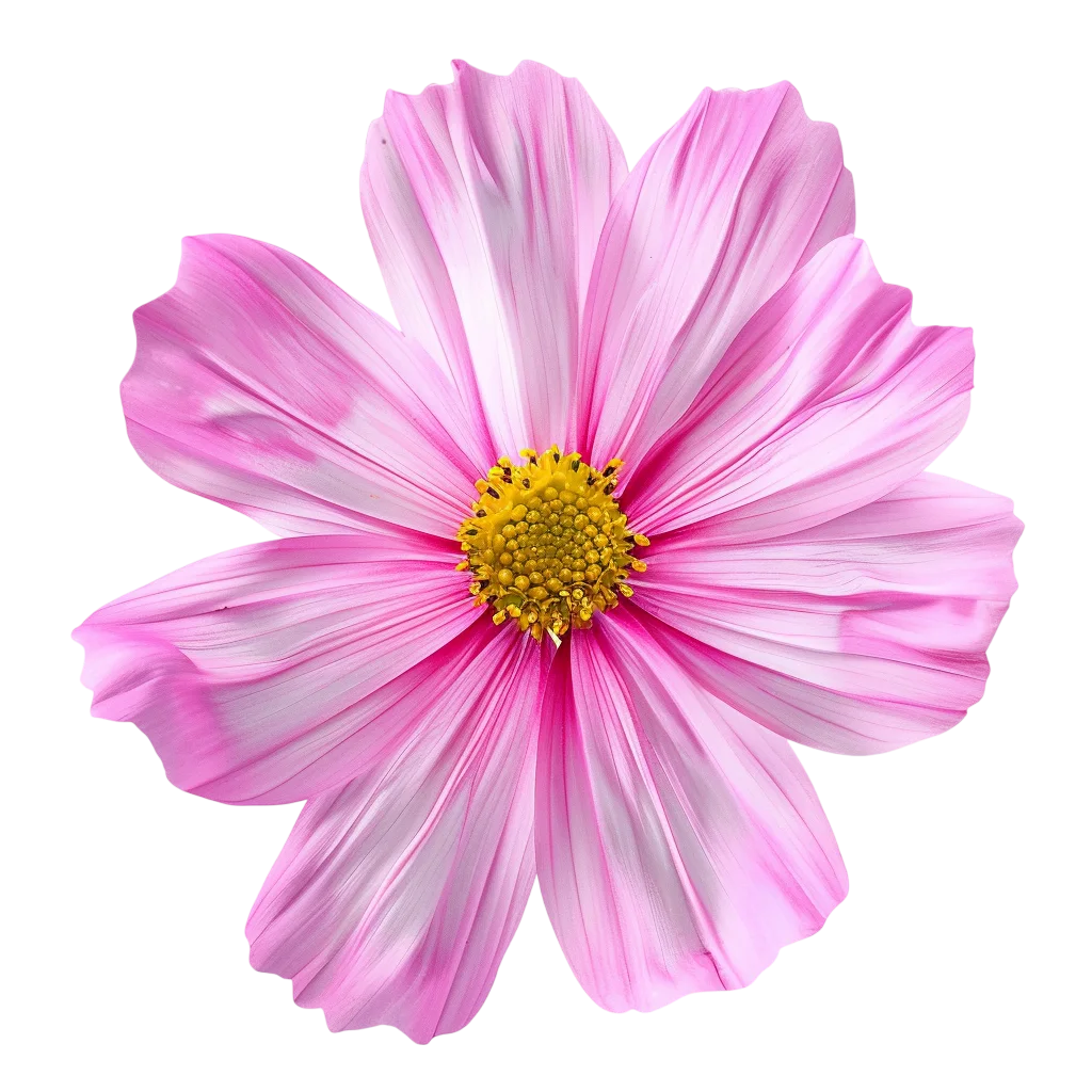 Pink Cosmos Flower Blossom Free PNG Image