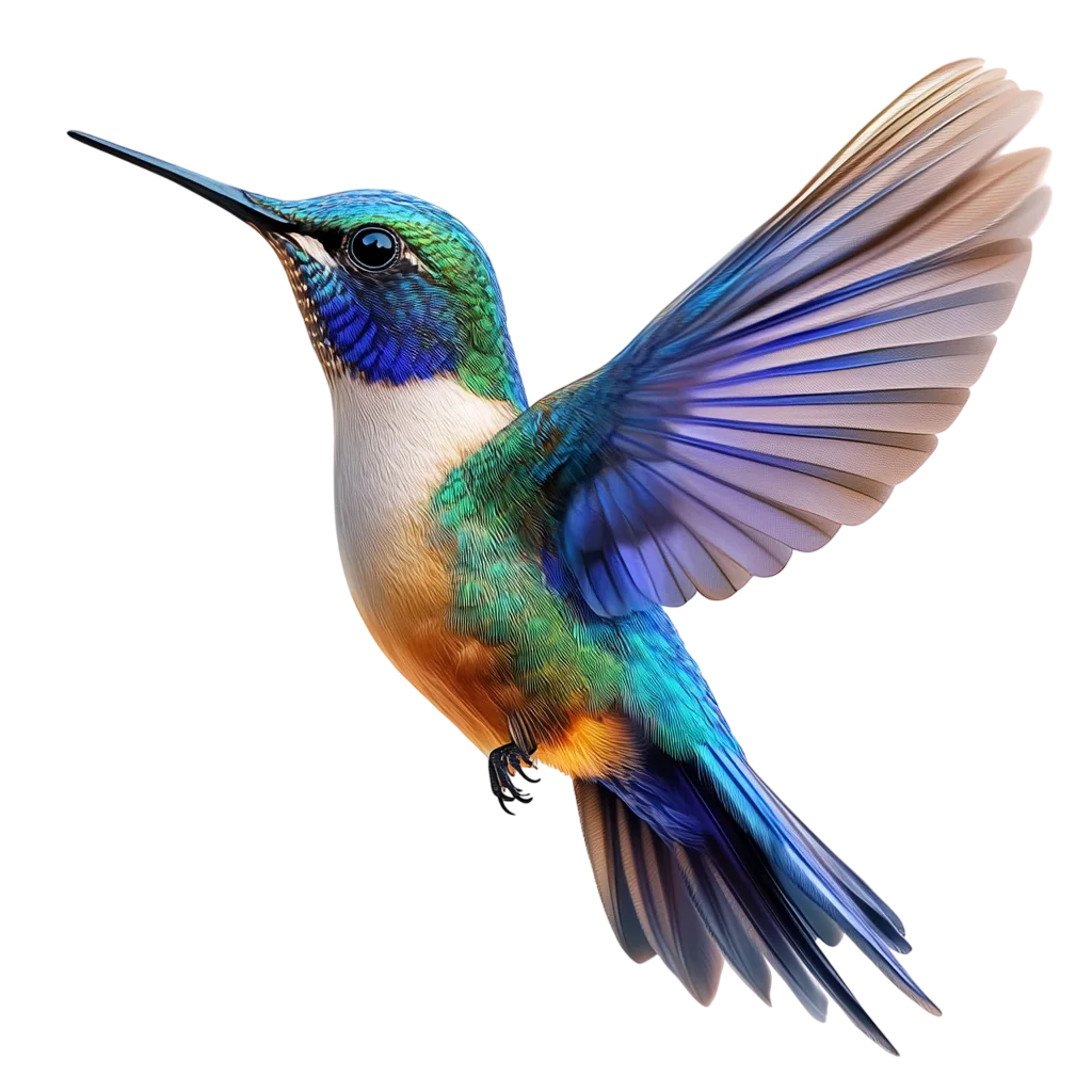 Colibri Hummingbird Vibrant Wings Free PNG