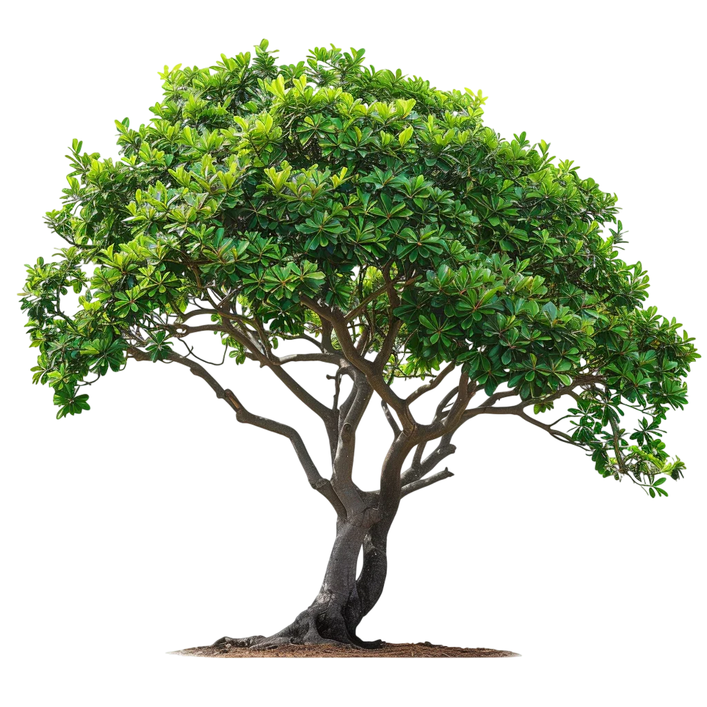 Lush Green Tree With Thick Foliage Free PNG