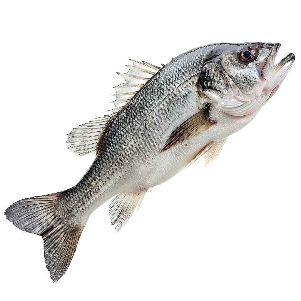 Fresh Silver Fish Swimming Profile PNG