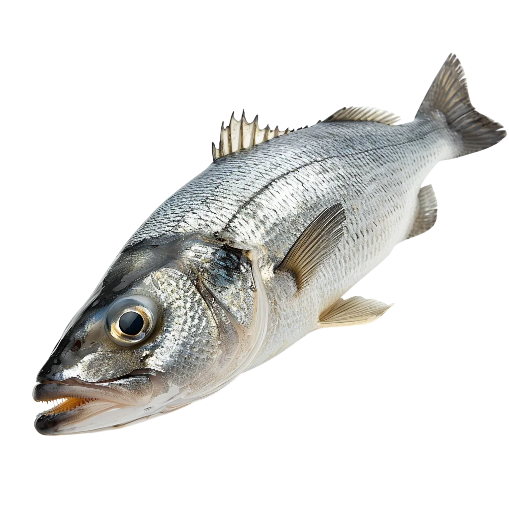 Fresh Silver Fish Swimming Action PNG