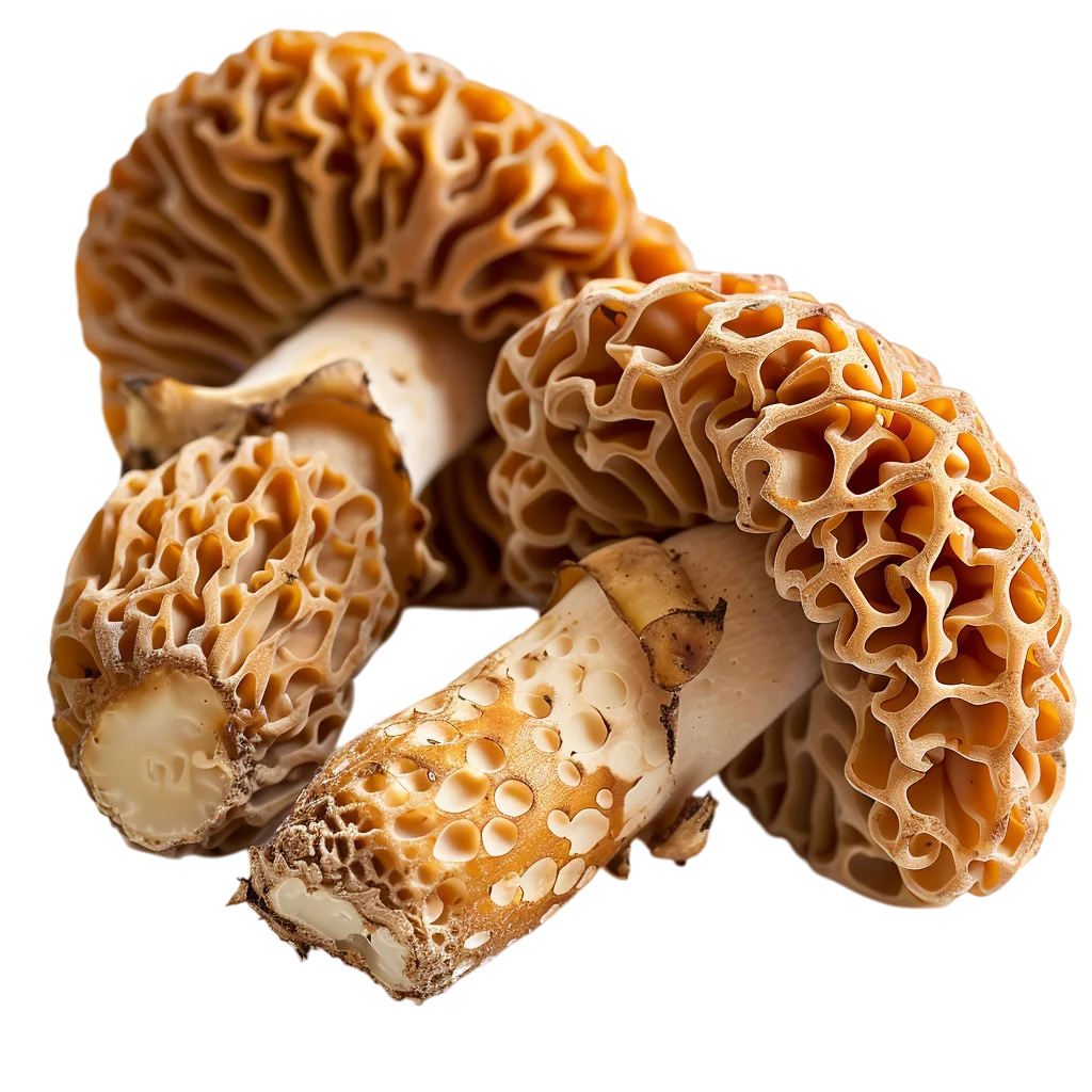 Fresh Morelle Mushrooms Arrangement PNG