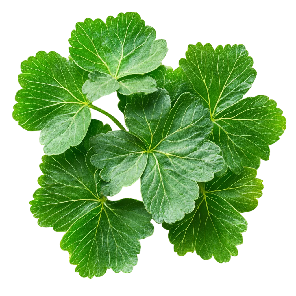 Fresh Green Foliage Leaf Arrangement PNG