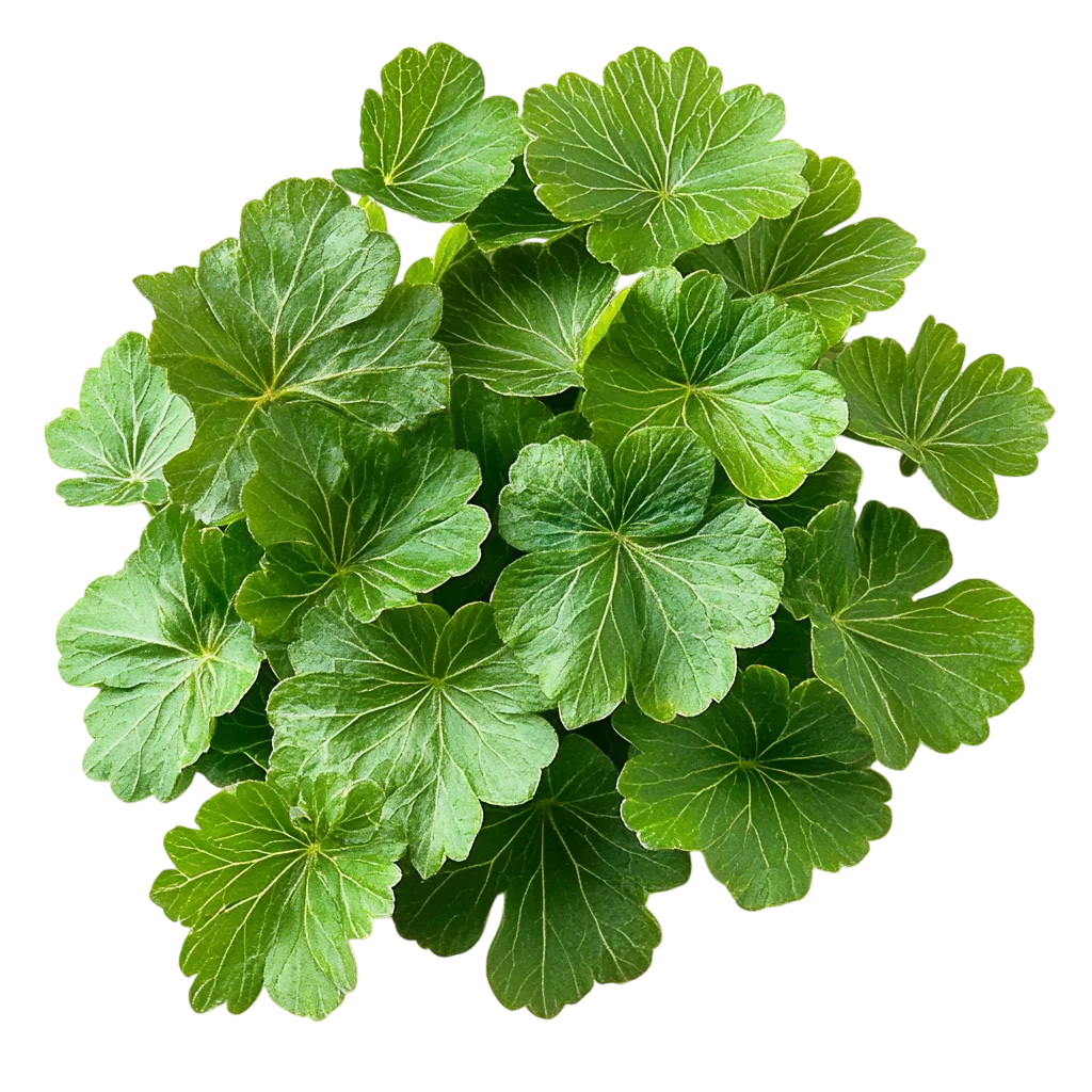 Fresh Green Parsley Leaves Branch PNG