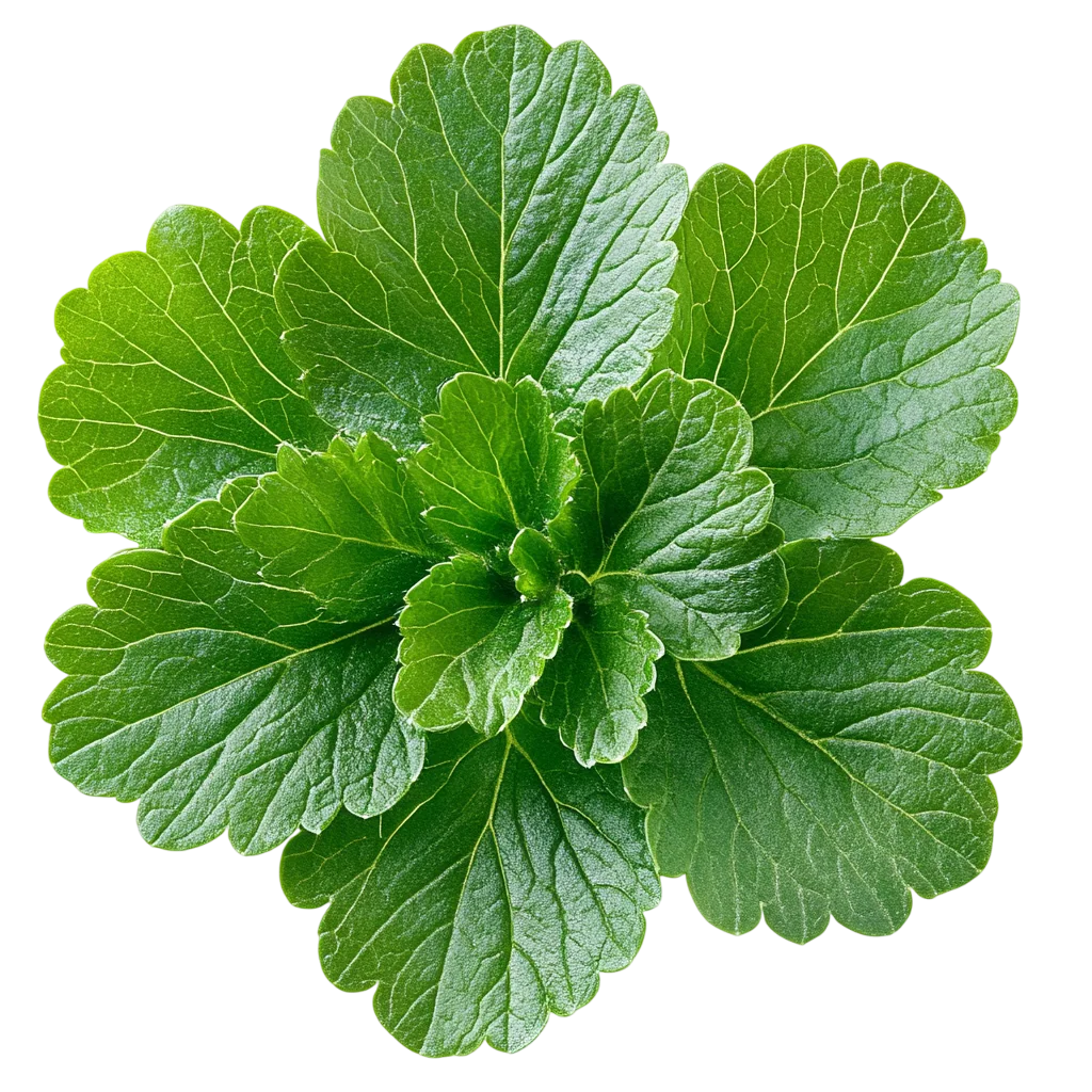 Fresh Green Leafy Plant Clump Asset PNG