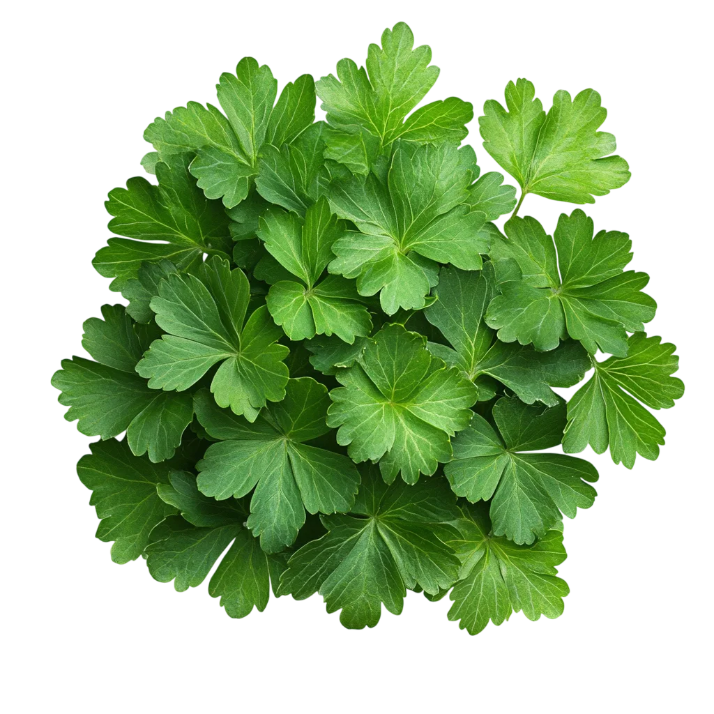Fresh Green Parsley Herb Leaves Bunch PNG