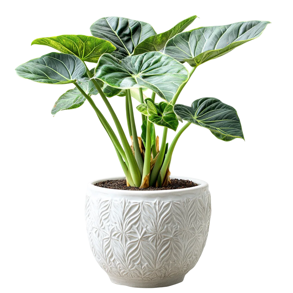 Fresh Potted Green Shrub Plant White Pot PNG