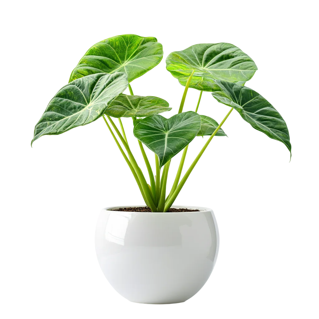 Fresh Potted Small Green Leafy Plant PNG