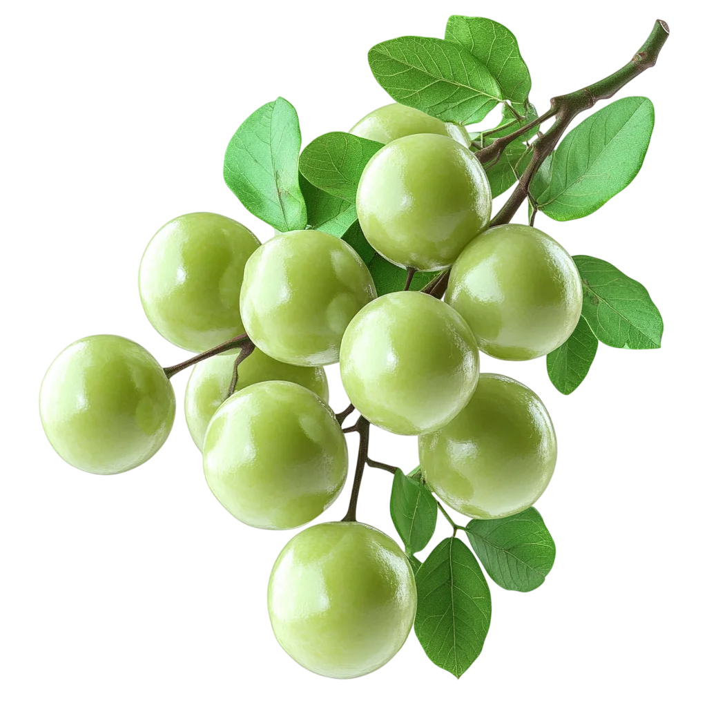 Fresh Green Plum Fruit Cluster Branch PNG