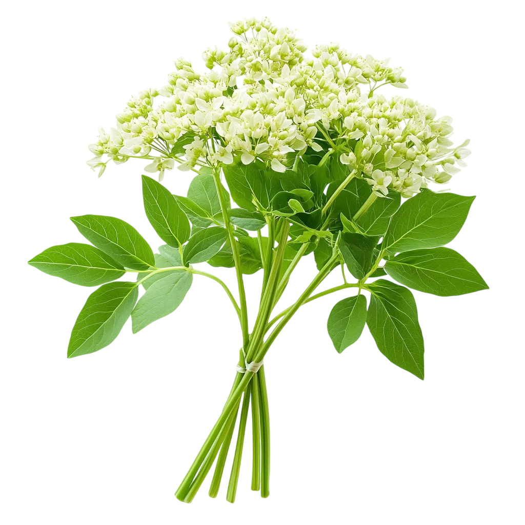 Fresh Green Elderflower Blossom Bunch PNG