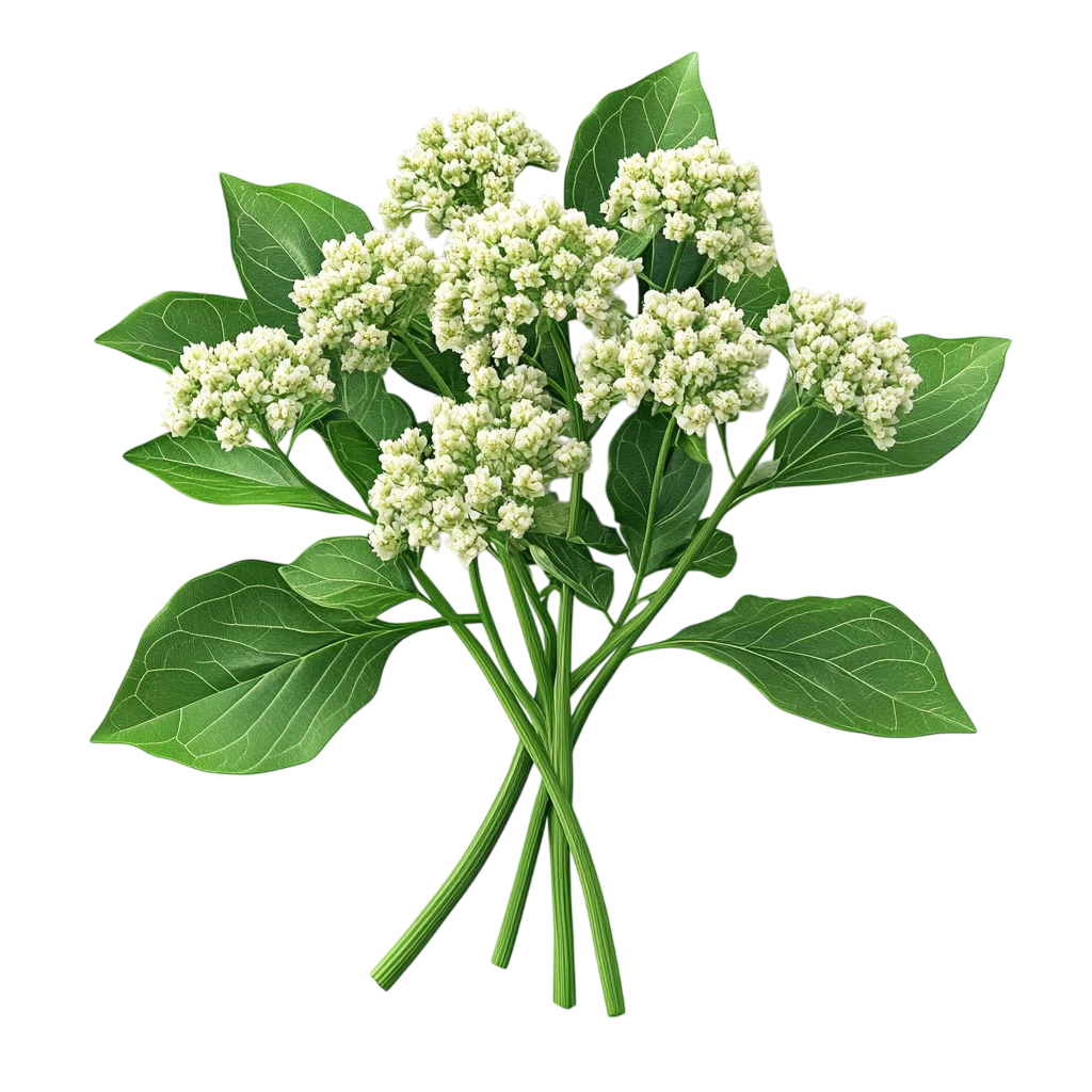 Fresh Green Elderflower Bouquet Branch PNG