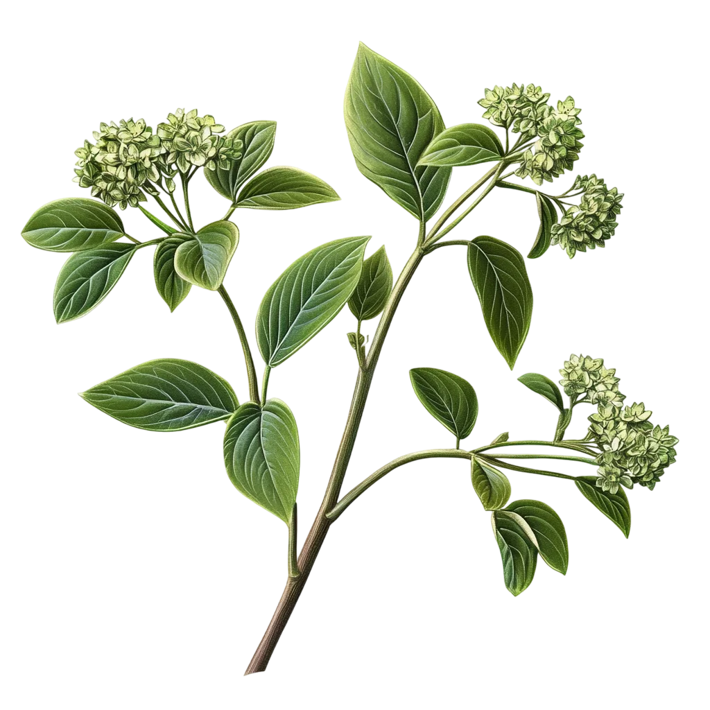 Fresh Green Herb Leaves And Buds PNG